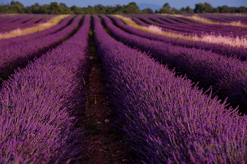 Image showing lavender field france