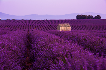 Image showing stone house at lavender field