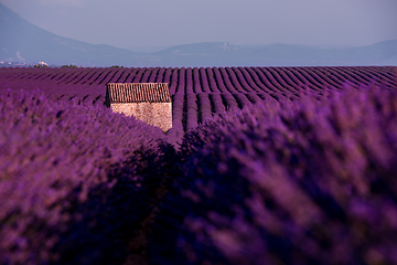 Image showing stone house at lavender field