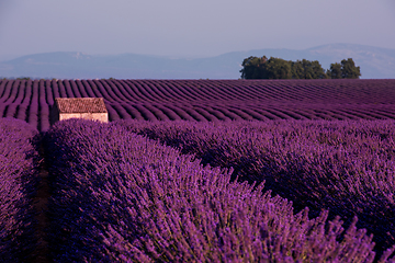 Image showing stone house at lavender field