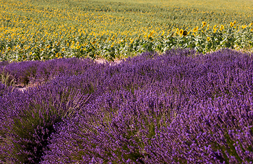 Image showing lavender and sunflower field