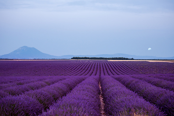 Image showing the moon above lavender field france