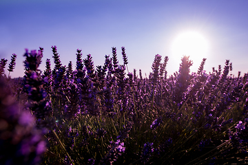 Image showing Close up Bushes of lavender purple aromatic flowers