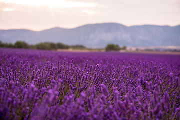 Image showing lavender field france