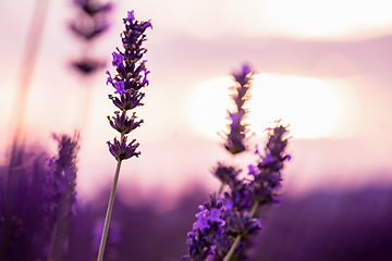 Image showing Close up Bushes of lavender purple aromatic flowers