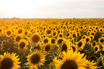 Image showing Sunflower field