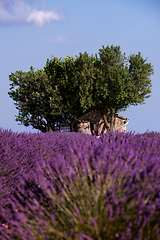 Image showing old brick house and lonely tree at lavender field