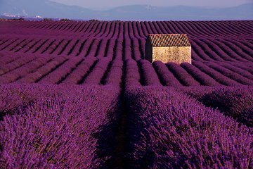 Image showing stone house at lavender field