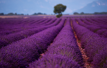 Image showing lonely tree at lavender field