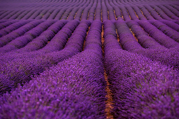 Image showing lavender field france