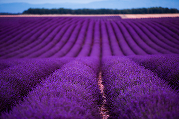 Image showing lavender field france