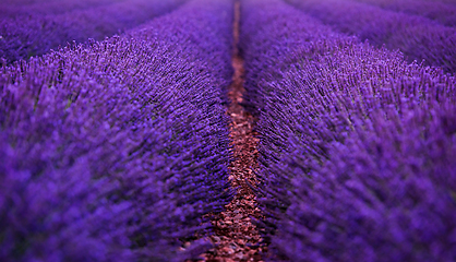 Image showing lavender field france