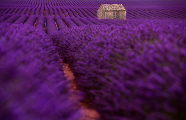 Image showing stone house at lavender field