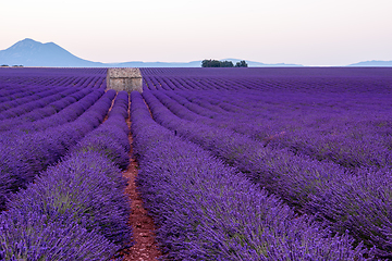 Image showing lavender field france