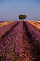 Image showing lonely tree at lavender field