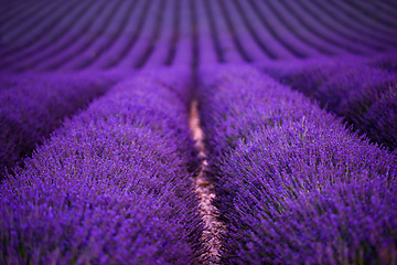 Image showing lavender field france