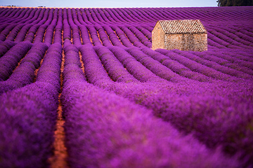 Image showing stone house at lavender field