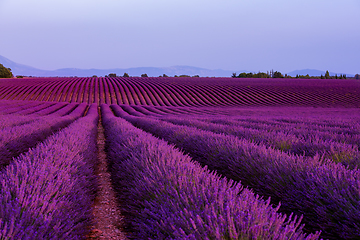 Image showing lavender field france