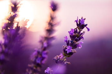 Image showing Close up Bushes of lavender purple aromatic flowers