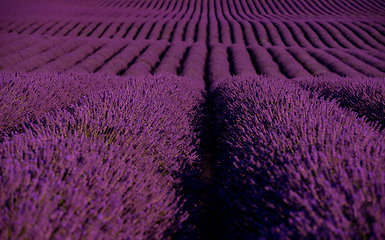 Image showing lavender field france