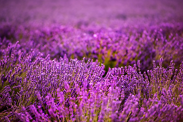 Image showing Close up Bushes of lavender purple aromatic flowers