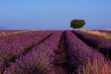 Image showing lonely tree at lavender field