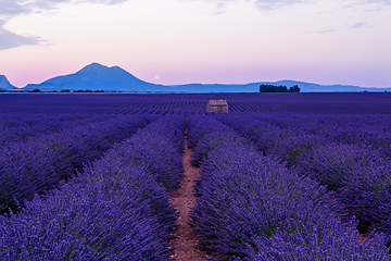 Image showing the moon above lavender field france