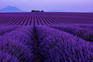 Image showing colorful sunset at lavender field