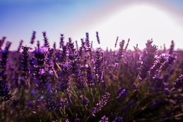 Image showing Close up Bushes of lavender purple aromatic flowers