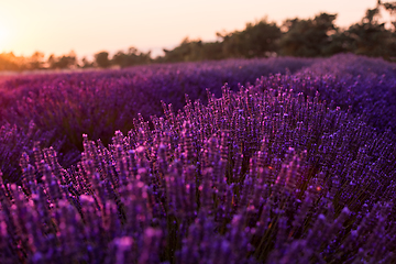 Image showing colorful sunset at lavender field