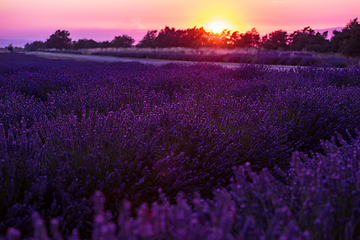 Image showing colorful sunset at lavender field