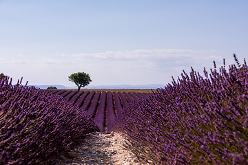 Image showing lonely tree at lavender field