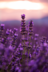 Image showing Close up Bushes of lavender purple aromatic flowers