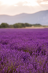 Image showing lavender field france