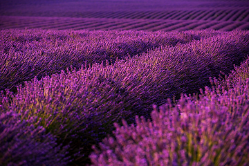 Image showing lavender field france