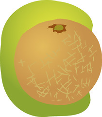 Image showing Melon fruit illustration
