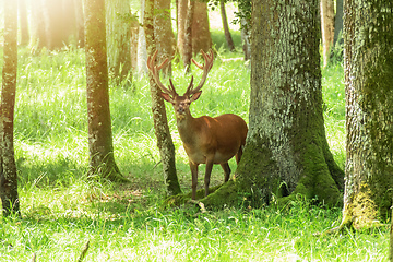 Image showing deer in the bright forest