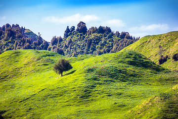 Image showing tree on a green hill in New Zealand