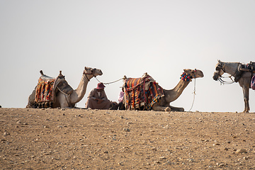 Image showing camel ride in the desert Cairo Egypt