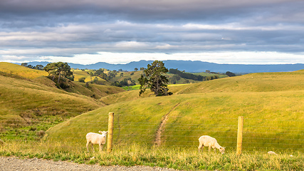 Image showing sunset landscape New Zealand north island