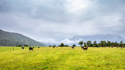 Image showing lush landscape with cows