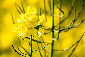 Image showing rape field spring background