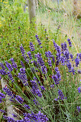 Image showing Fragrant purple lavender in a flower bed