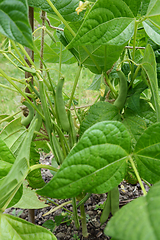 Image showing Yin yang beans - a dwarf French bean variety 