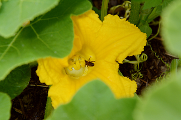 Image showing Hoverfly takes nectar from a female flower of a gourd plant