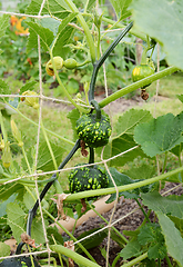 Image showing Dark green warted ornamental gourds growing on spiky vines