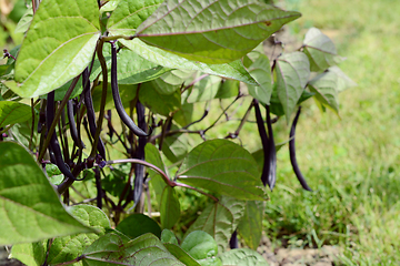 Image showing Dark purple French bean pod among lush green leaves 
