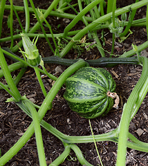 Image showing Dark green striped ornamental gourds among spiky vines