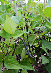 Image showing Dwarf French beans with dark purple pods in an allotment