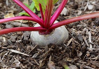 Image showing Close-up of a beetroot growing in compost
